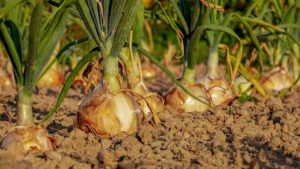 8. Onions (49%) - TRENDING DOWN