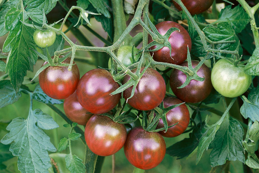 Hybrid Tomato Star 9065 F1 in Central Division - Feeds, Supplements &  Seeds, Balidawa Noel