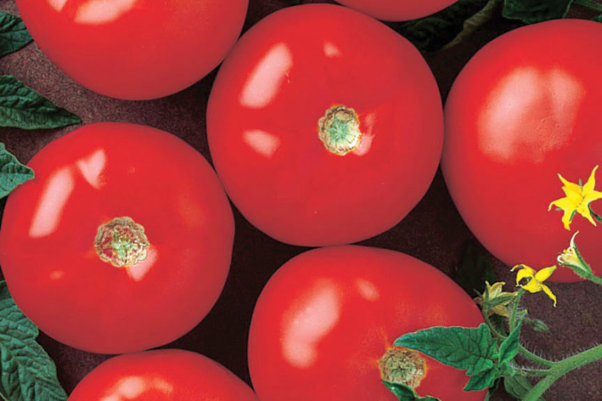 Hybrid Tomato Star 9065 F1 in Central Division - Feeds, Supplements &  Seeds, Balidawa Noel