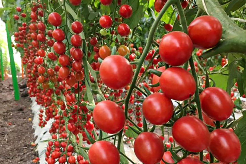 Select World Famous Campari Tomato Seeds-J 030 25 