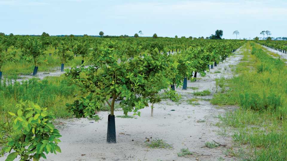 Citrus Industry Stakeholders Look To Stay Positive Amid Challenges - Vimarsana News