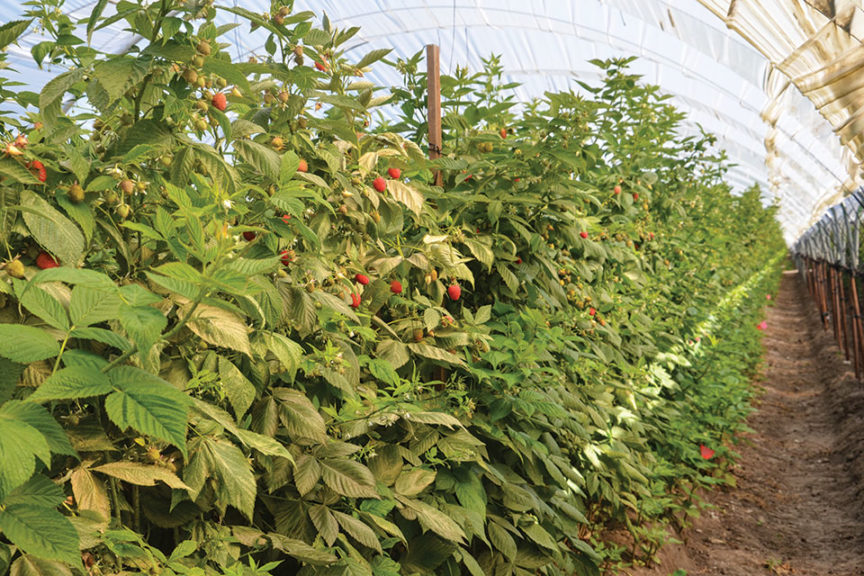 Has Protected Agriculture Become A Necessity for Berry Growing ...