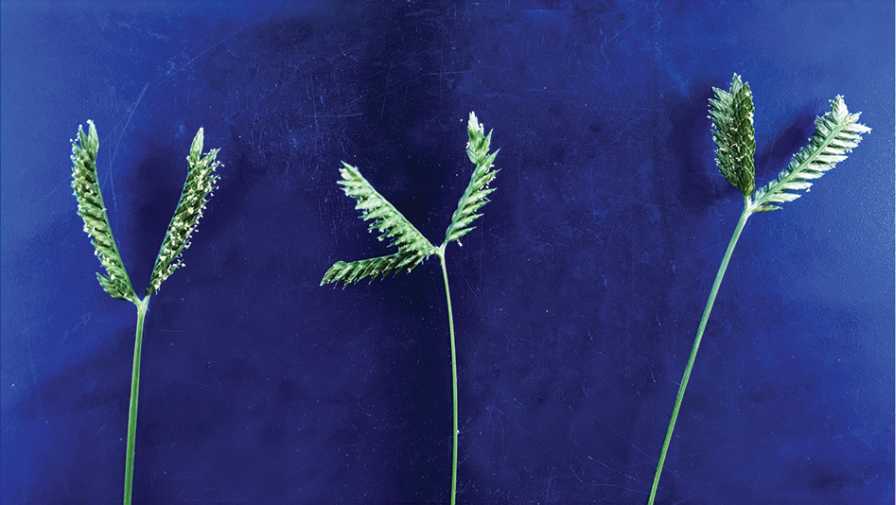 What Are the Best Herbicides for Threespike Goosegrass? - Growing Produce