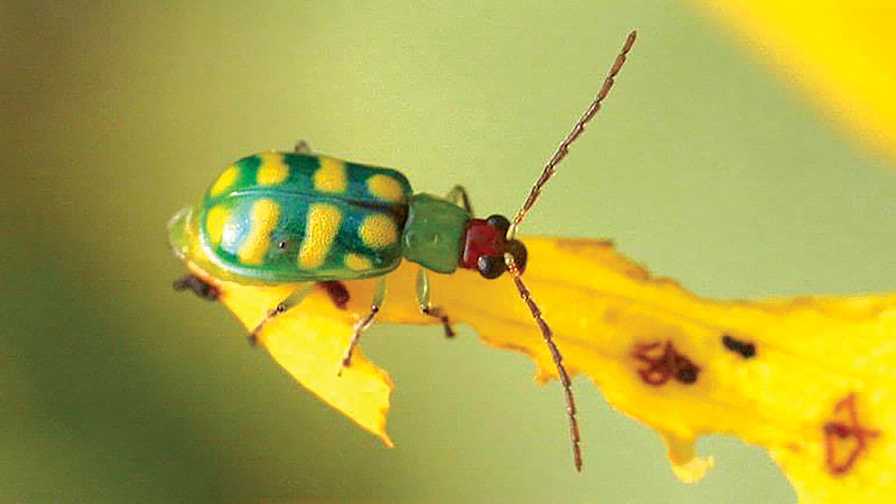 solo Minde om lure Gameplan to Beat the Banded Cucumber Beetle - Growing Produce