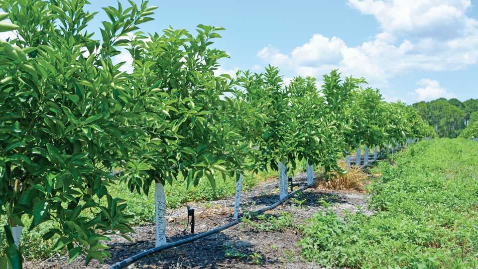 Microjet irrigation set up for super high-density citrus