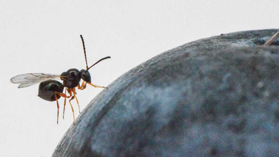 The Power of Using Beneficial Insects on the Farm Set To Continue Growth Trend - Vimarsana News