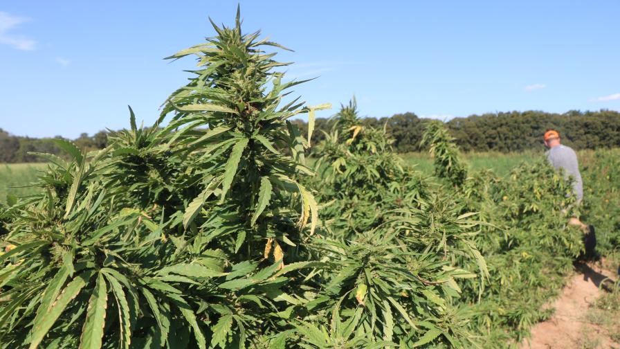 Are There Ways To Grow Hemp That Will Help Combat Climate Change? - Vimarsana News