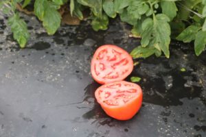 Sakata Roadster Tomato