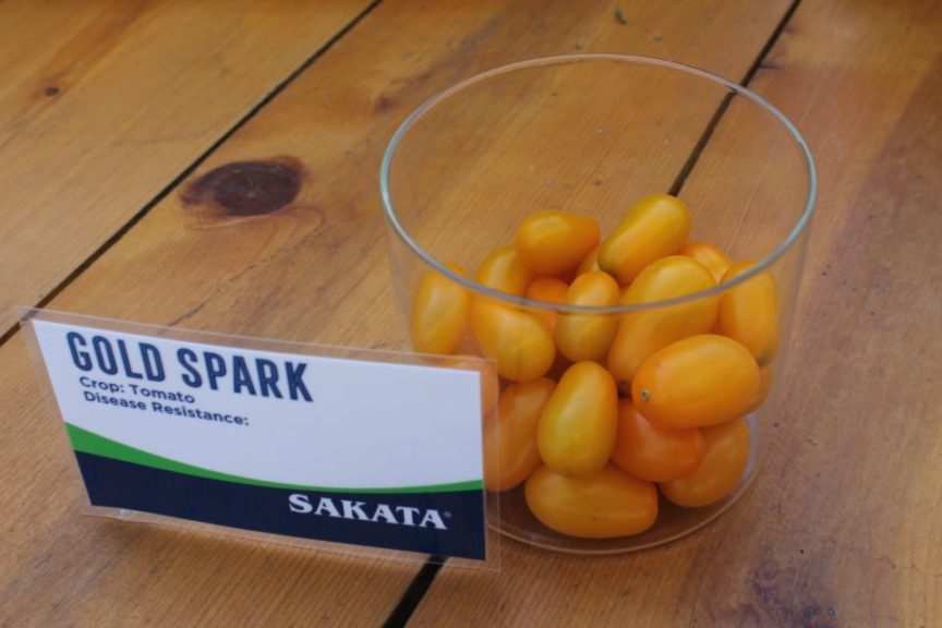 'Gold Spark' from Sakata 
