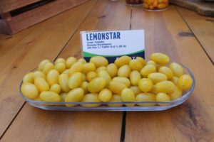'Lemonstar' from Sakata 