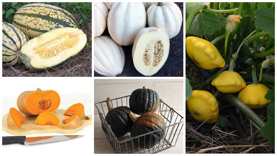 6 Squash Varieties To Fill Out Your Crop Mix Growing Produce,Perennial Flowers