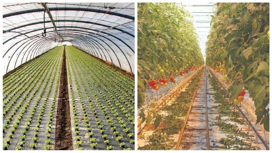 Indoor Farming Insider Talks About Evolution of the Sector