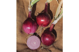 SV4643NT from Seminis Vegetable Seeds, Inc. and Rupp Seeds