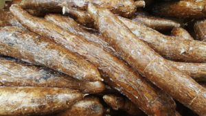 Alternative Food Crops to Consider: Yucca Root