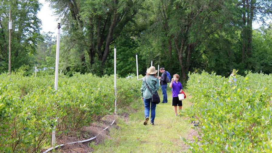 Agritourism Proving To Be a Boon for More and More Berry Growers - Vimarsana News