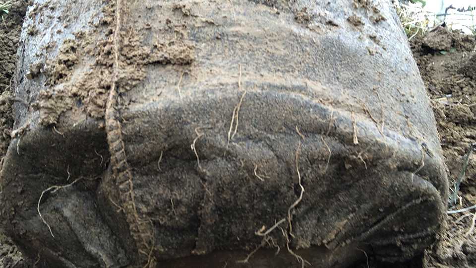 Problem With Grapevine Roots How Grape Growers Can Reduce Vine Size with Root Restriction - Growing ...