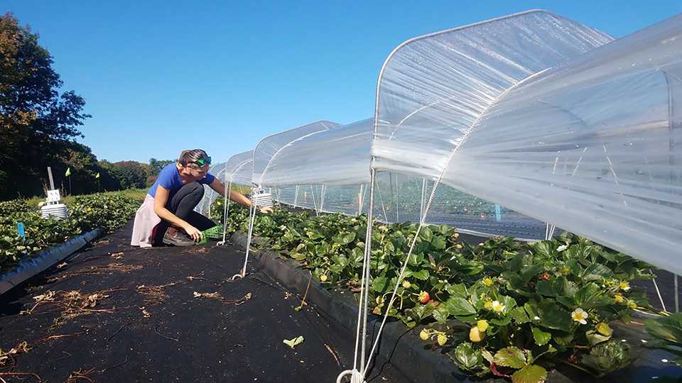 When Vents in Polytunnels Make the Most Sense for Berry Crops - Vimarsana News