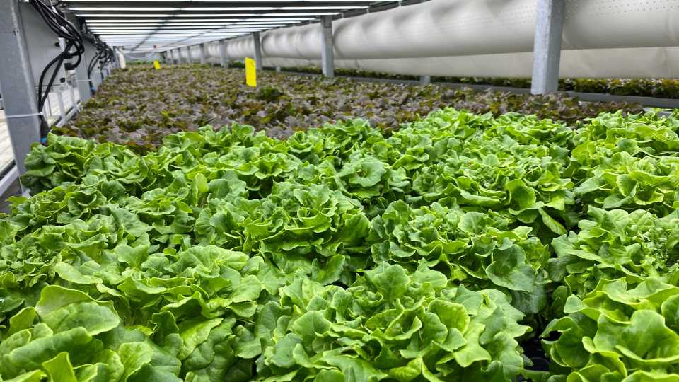 Researchers Look At Challenges to and Solutions for Indoor Farming