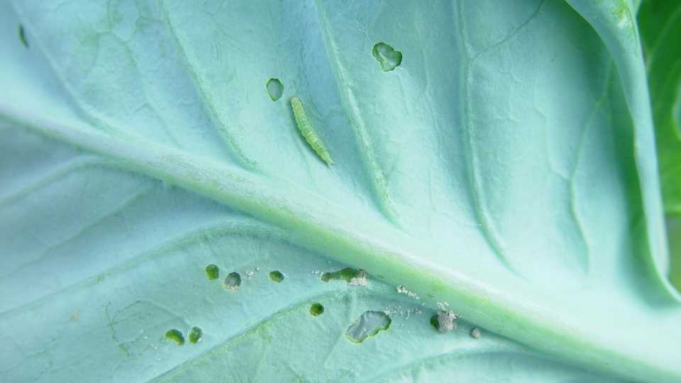 Defend Your Veggie Crop from Diamondback Moth - Growing Produce