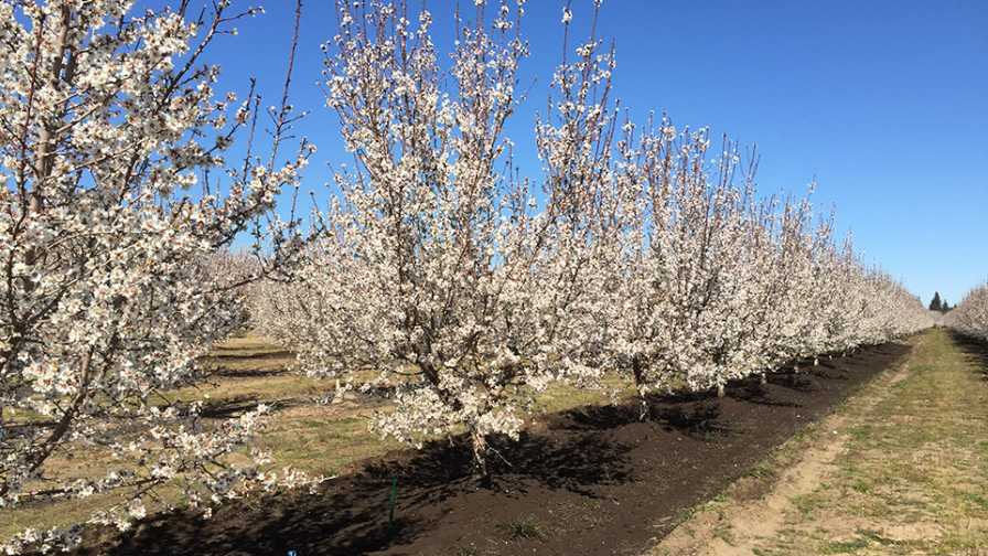 Almond Alliance Names New Leader - Vimarsana News