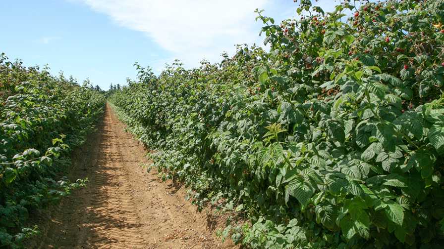 Pulsed-Drip Irrigation Progress for Raspberries - Growing Produce