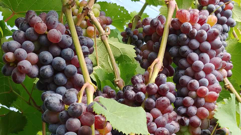 Grape Expectations Growing up in High Tunnels - Growing Produce