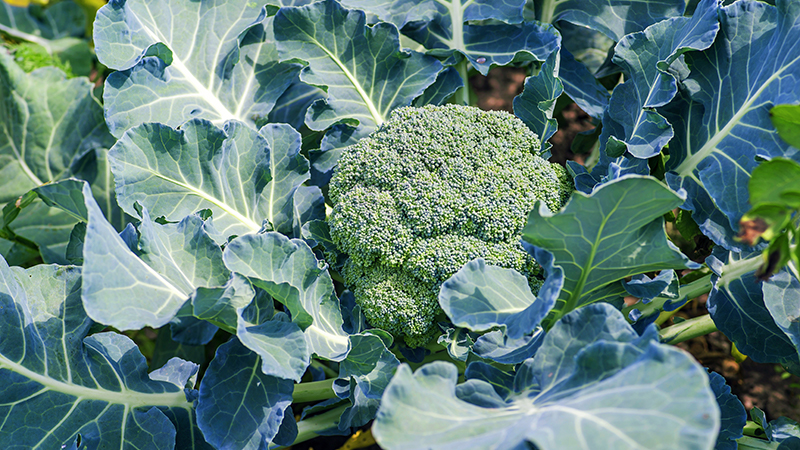Healthy Soil Delivers up to 19% Improvement to Broccoli Yield