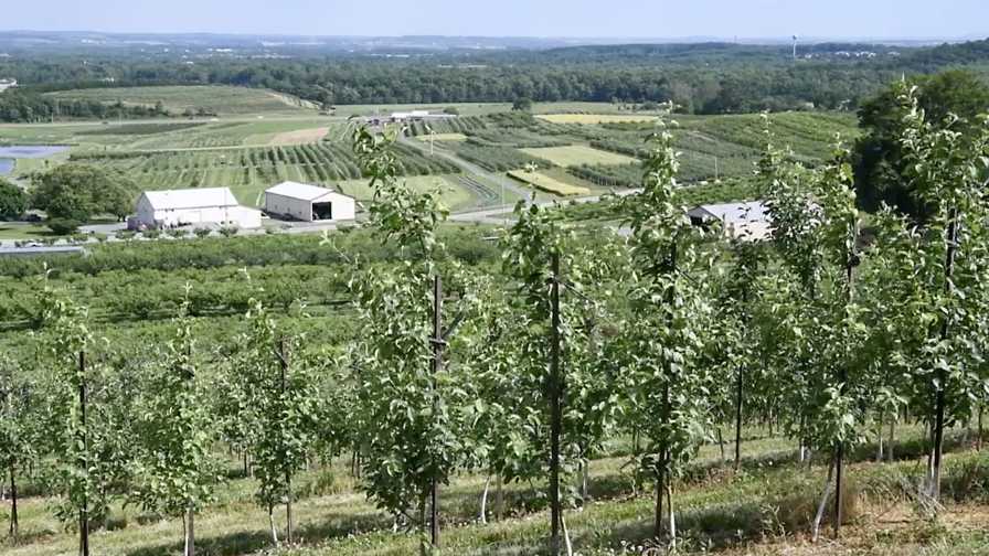 What Fruit and Nut Growers Are Feeling Headed into a New Year - Vimarsana News