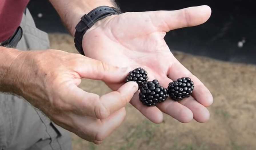 Why the 'Ouachita' Blackberry Is Truly Outstanding Growing Produce