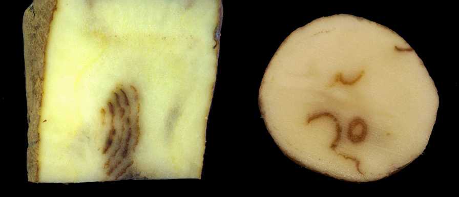 tobacco potatoes Strategies for Potato Mop-Top and Tobacco Rattle Viruses