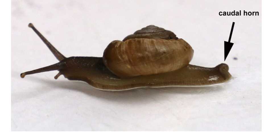 Horntail Snail