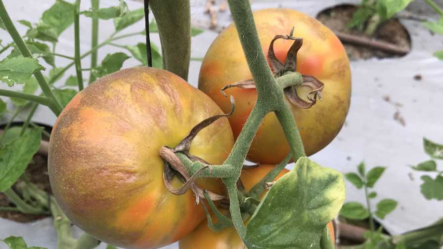 Breeding tomatoes for disease resistance
