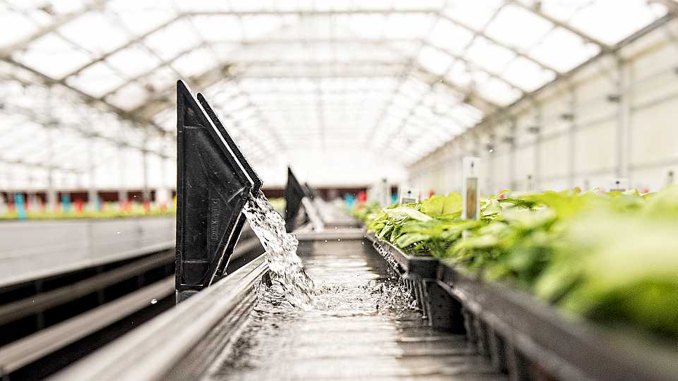 New Inside Track Opening up for Growing Lettuce in Florida - Vimarsana News