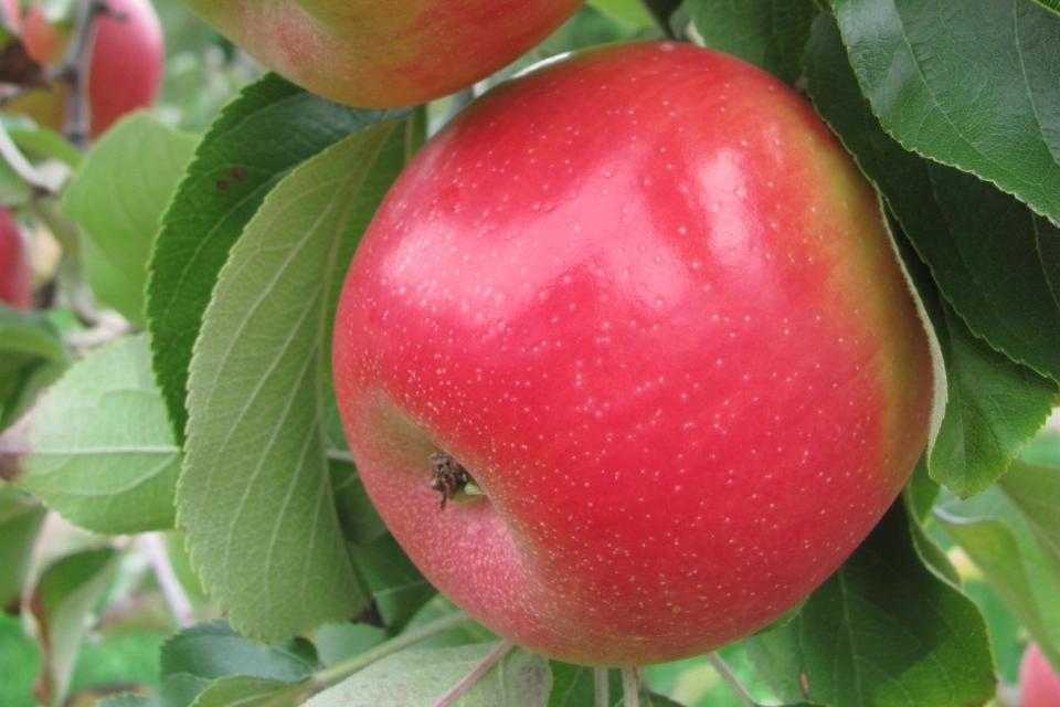 New Zealand Fruit Growers Look to the Future of Production, Varieties