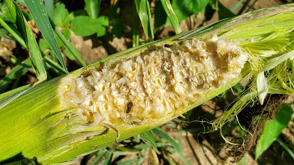 Rat damage on sweet corn