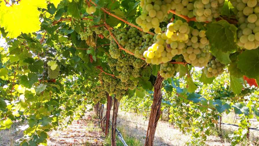 Ways Wine Grape Growers Are Adapting to Climate Change