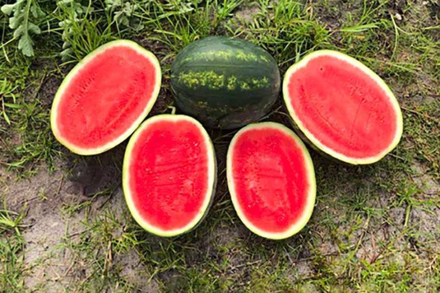 'Crackerjack' watermelon (Seedway)
