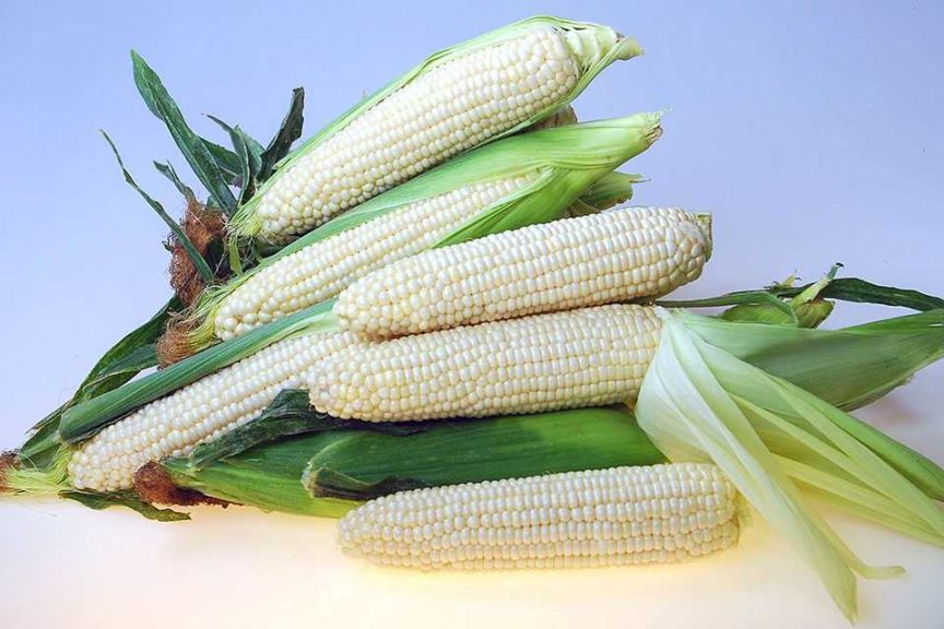 'Eden RMN' Sweet corn (Crookham Co.)