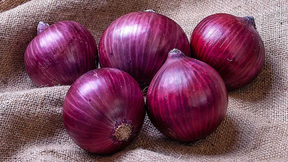Johnsons 19072 Vegetable Seeds Onion Red Baron
