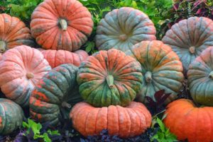 'Daybreak F1' pumpkin (Outstanding Seeds Company, LLC)