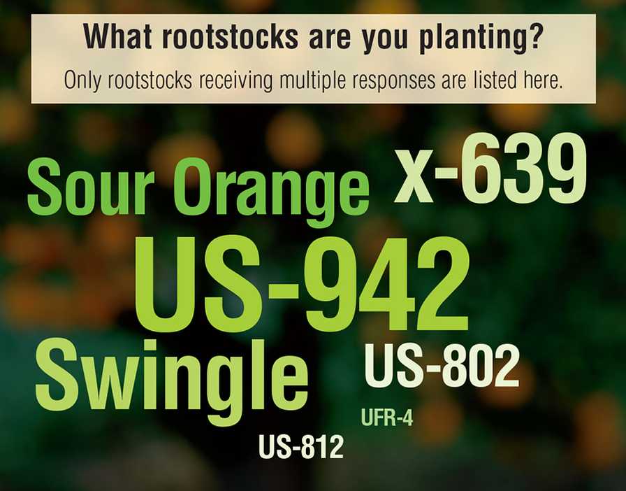 Graphic of most popular citrus rootstocks