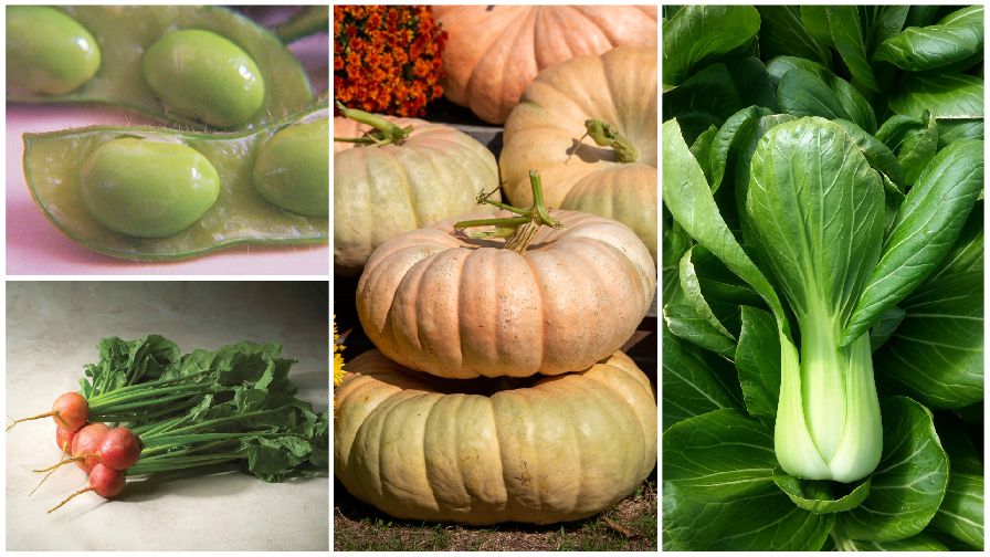 16 Less Common Vegetable Crops to Freshen Your Sales - Vimarsana News