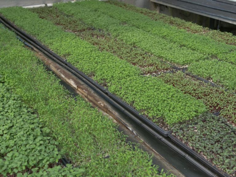 Tables of microgreens