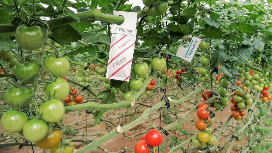 10 Ways To Improve Education on the Use of Biologicals in Crops - Vimarsana News