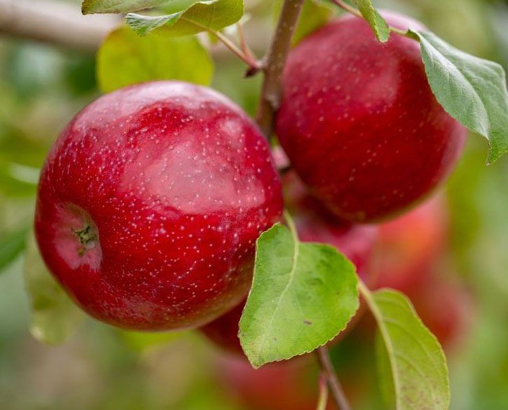 Apple Nutrition from Tight Cluster to Pink Impacts Fruit Quality and Pack Out