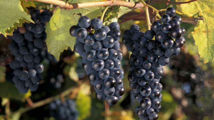 Wine Grapes: A Science-Driven Approach to Pre-Bloom Nutrition