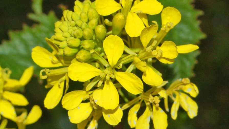 Mustard Flowers Information and Facts