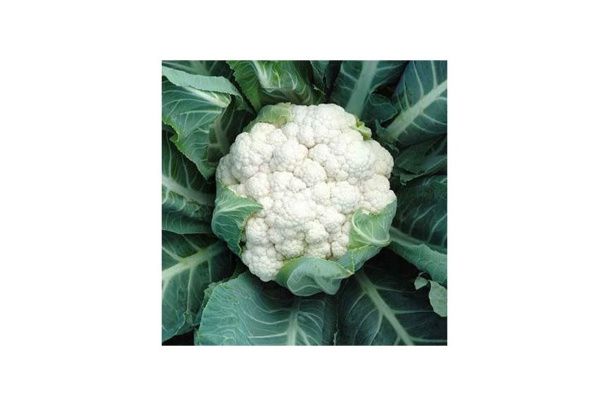 Details about   Cauliflower ''Palla di Neve'' ~250 Top Quality Seeds Huge Heads Heirloom 
