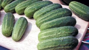 CUCUMBER MERENGUE H VERY EARLY FERTILE HYBRID DELICIOUS SMALL FRUIT 20 SEEDS 