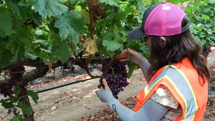 Double Trouble for Grape Growers from Vine Mealybug - Vimarsana News